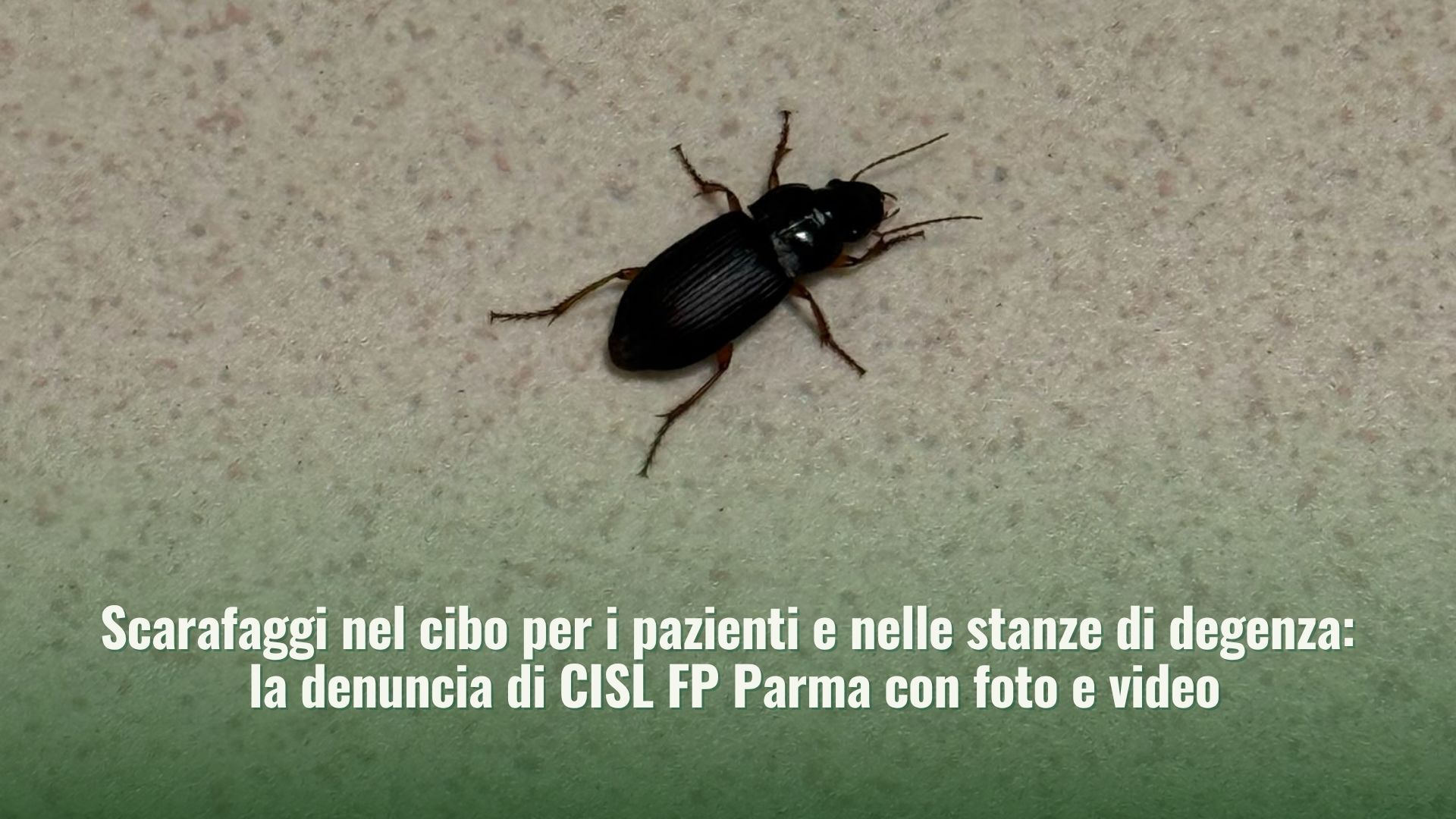 Scarafaggi nel cibo per i pazienti e nelle stanze di degenza: la denuncia di CISL FP Parma con foto e video